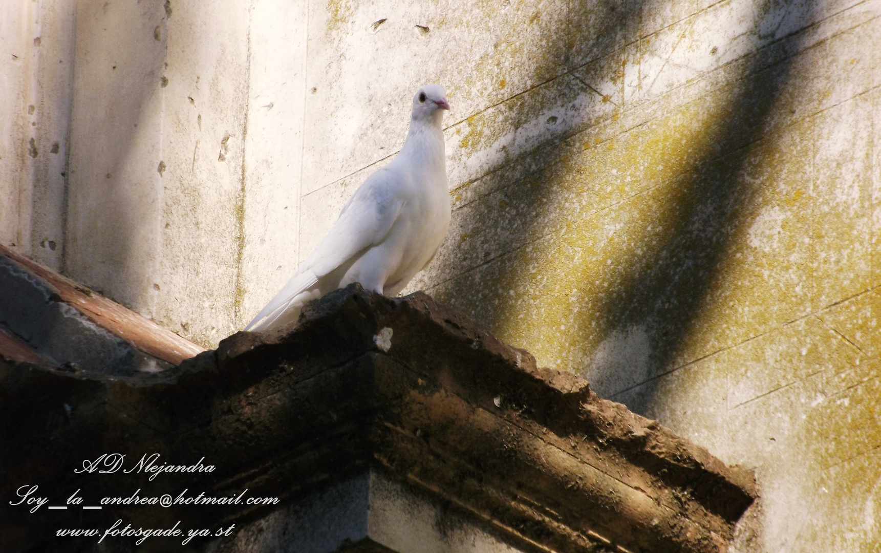 Paloma blanca de Chipiona