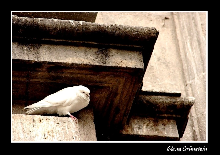 Paloma de blanco plumaje