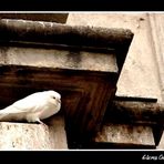 Paloma de blanco plumaje