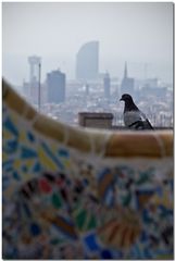 Paloma en el Parc Güell II