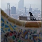 Paloma en el Parc Güell II