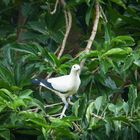 Paloma imperial (Ducula bicolor)