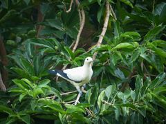 Paloma imperial (Ducula bicolor)