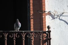 paloma rifeña o valenciana en balcón