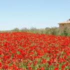 Palomar y amapolas en Zamora