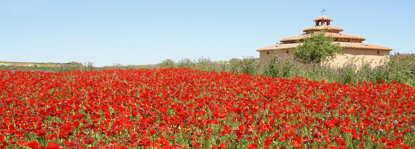 Palomar y amapolas en Zamora