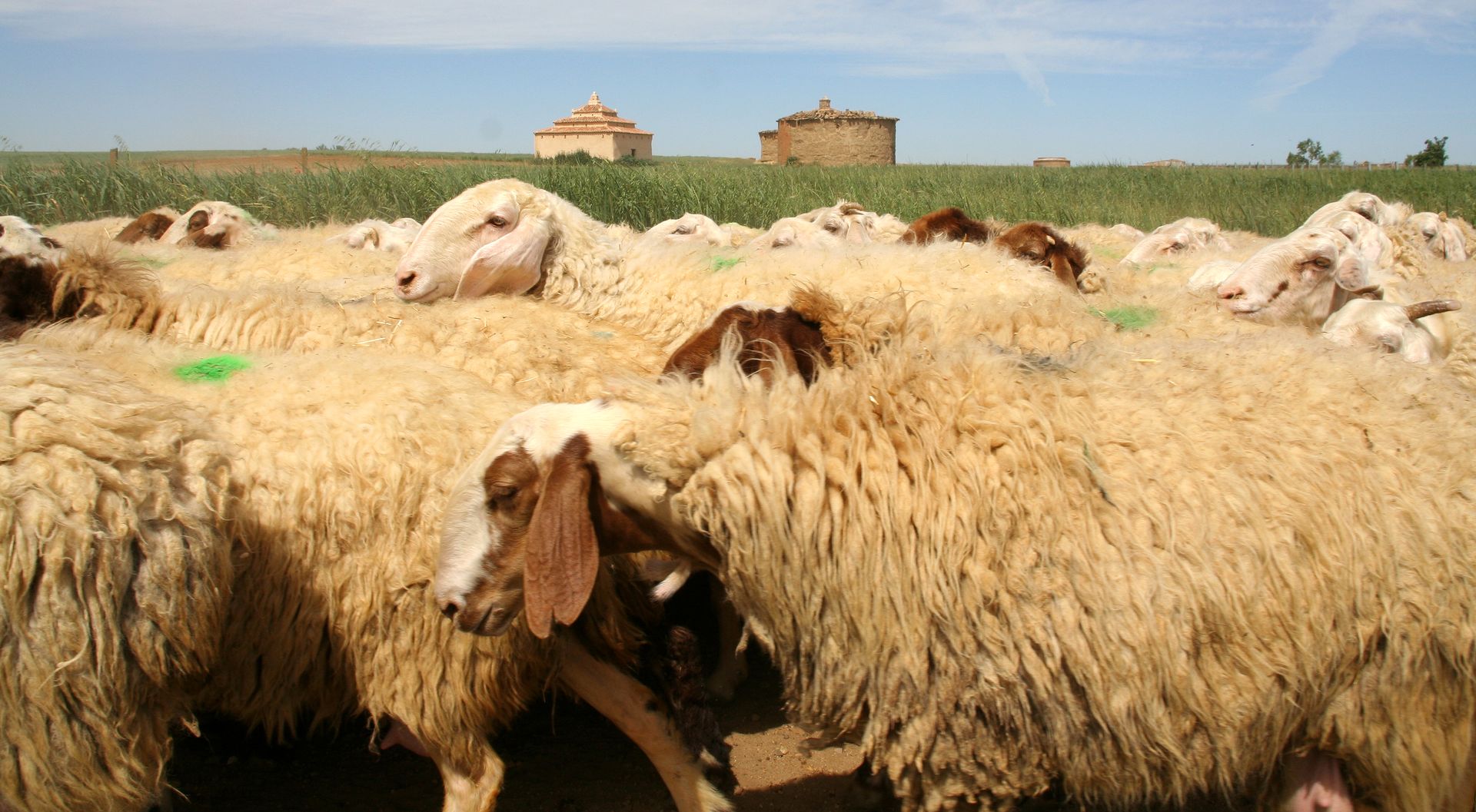 Palomares en la Tierra de Campos (Zamora)