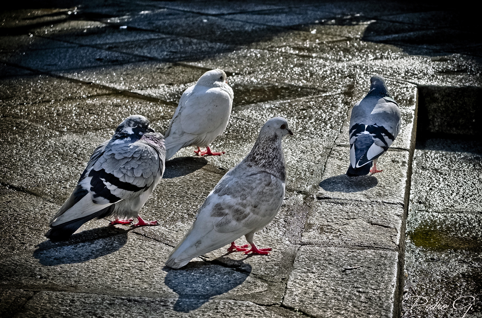 Palomas