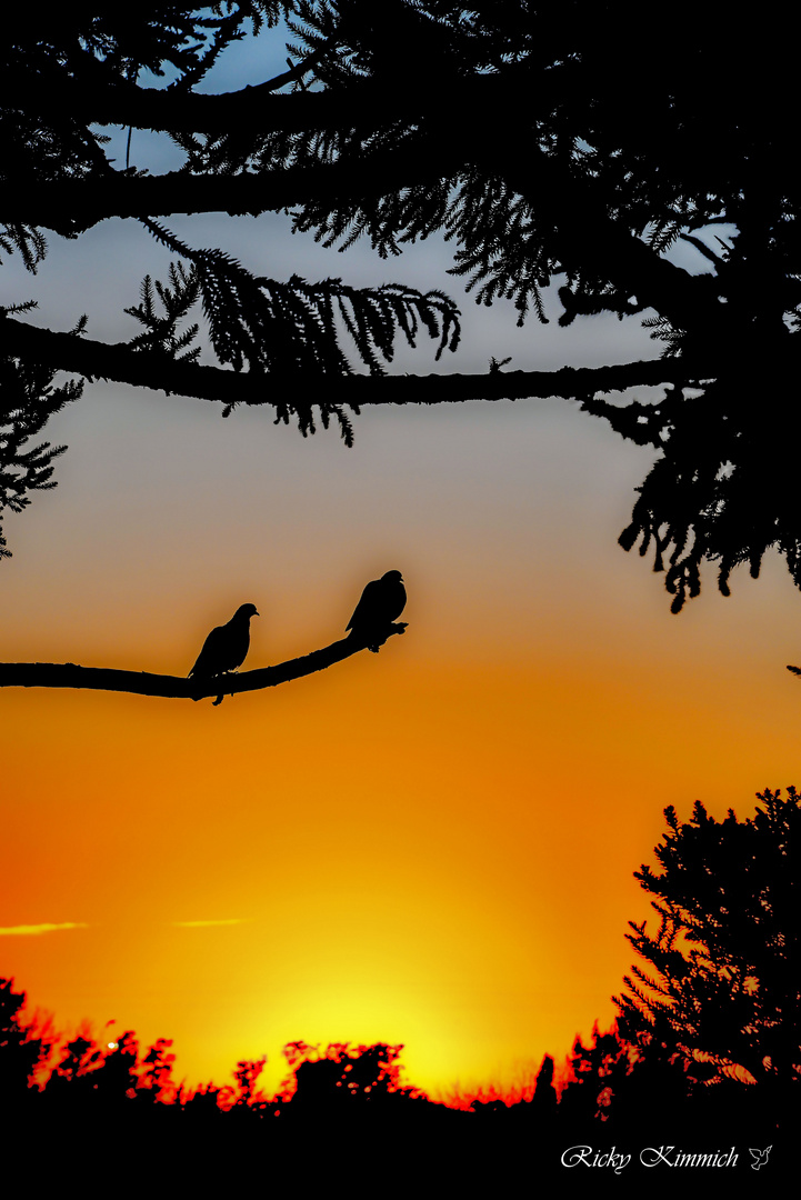 Palomas al Amanecer