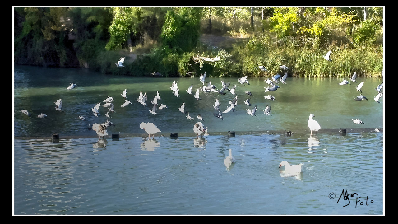 Palomas al vuelo