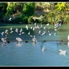 Palomas al vuelo