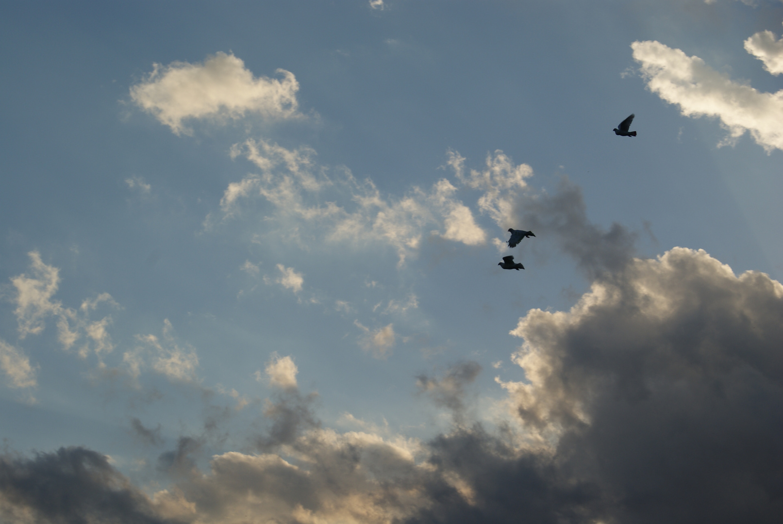 palomas alejandose de la tormenta