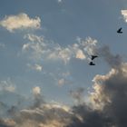 palomas alejandose de la tormenta