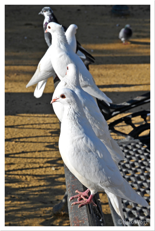 palomas blancas