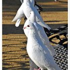 palomas blancas