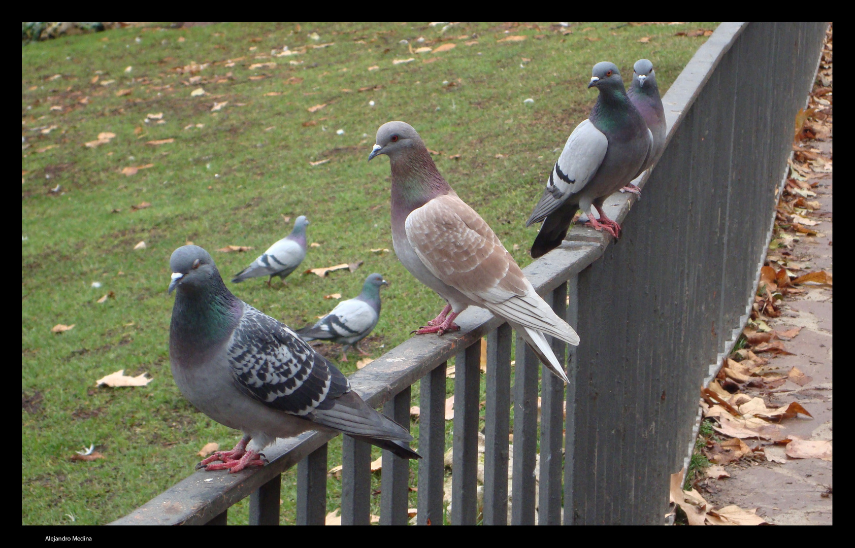 Palomas del retiro (PARA MARIA EUGENIA)