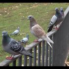 Palomas del retiro (PARA MARIA EUGENIA)