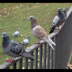 Palomas del retiro (PARA MARIA EUGENIA)