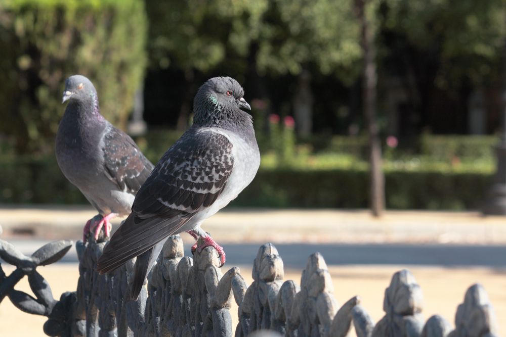 Palomas desairadas