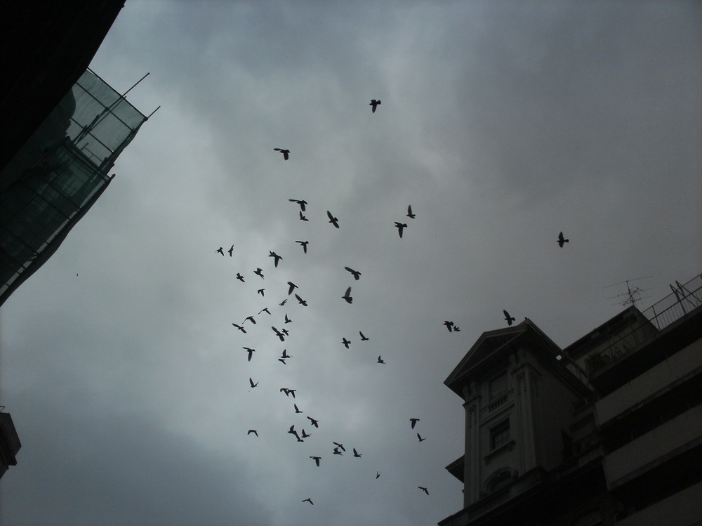 Palomas en el aire