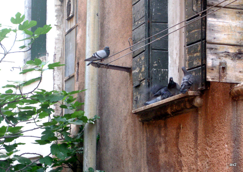 palomas en el canal