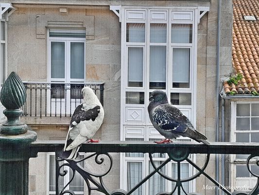 Palomas en el mercado. Foto de móvil.