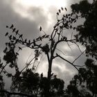 Palomas en el Parque Independencia