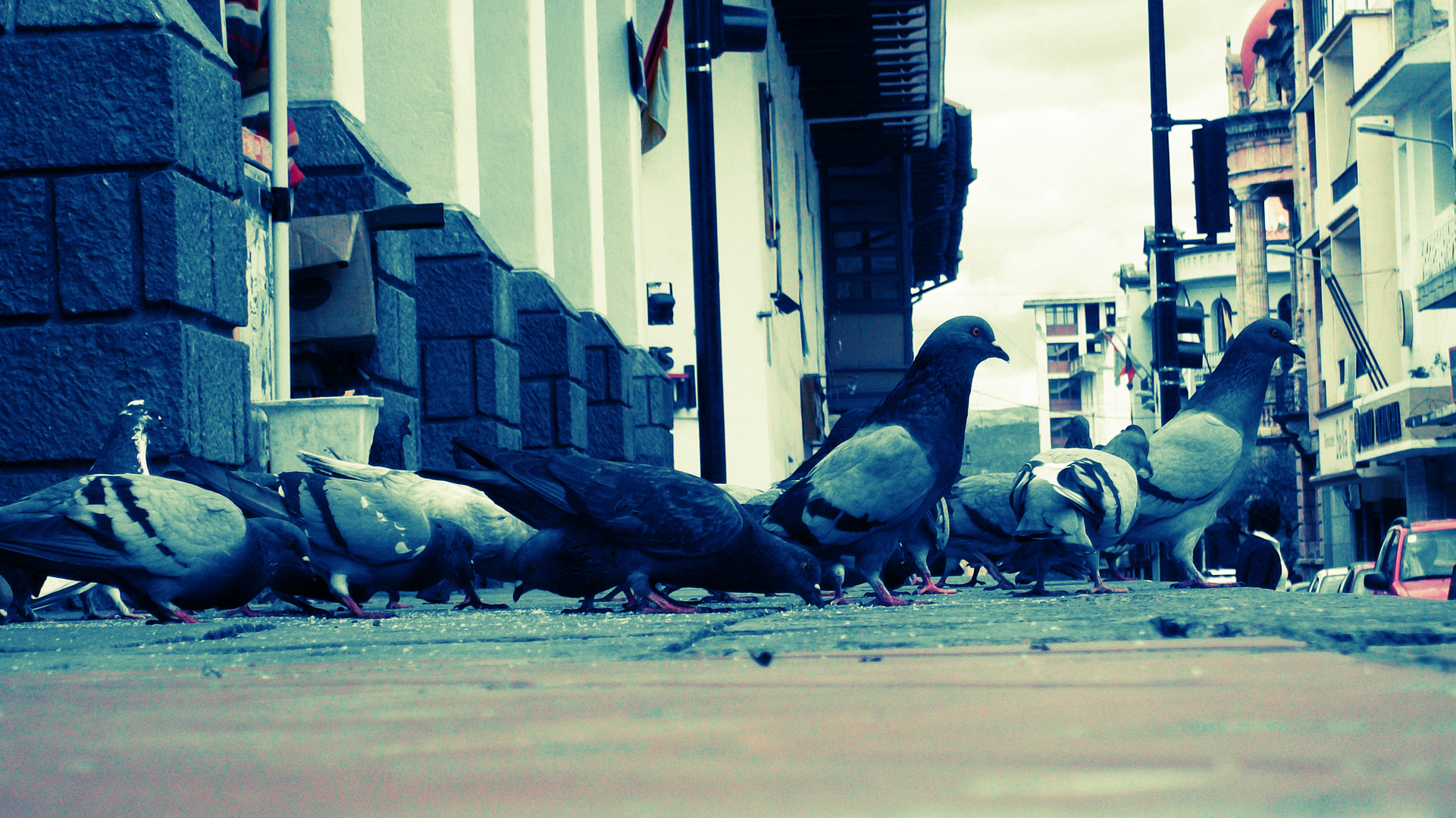 Palomas en la Ciudad