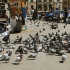 Palomas en la Plaza de Cataluña