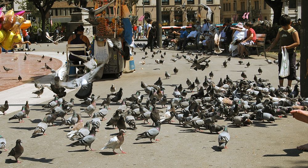 Palomas en la Plaza de Cataluña