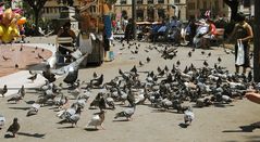 Palomas en la Plaza de Cataluña