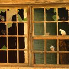 Palomas en la ventana