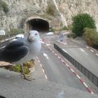 Palomas en los puentes