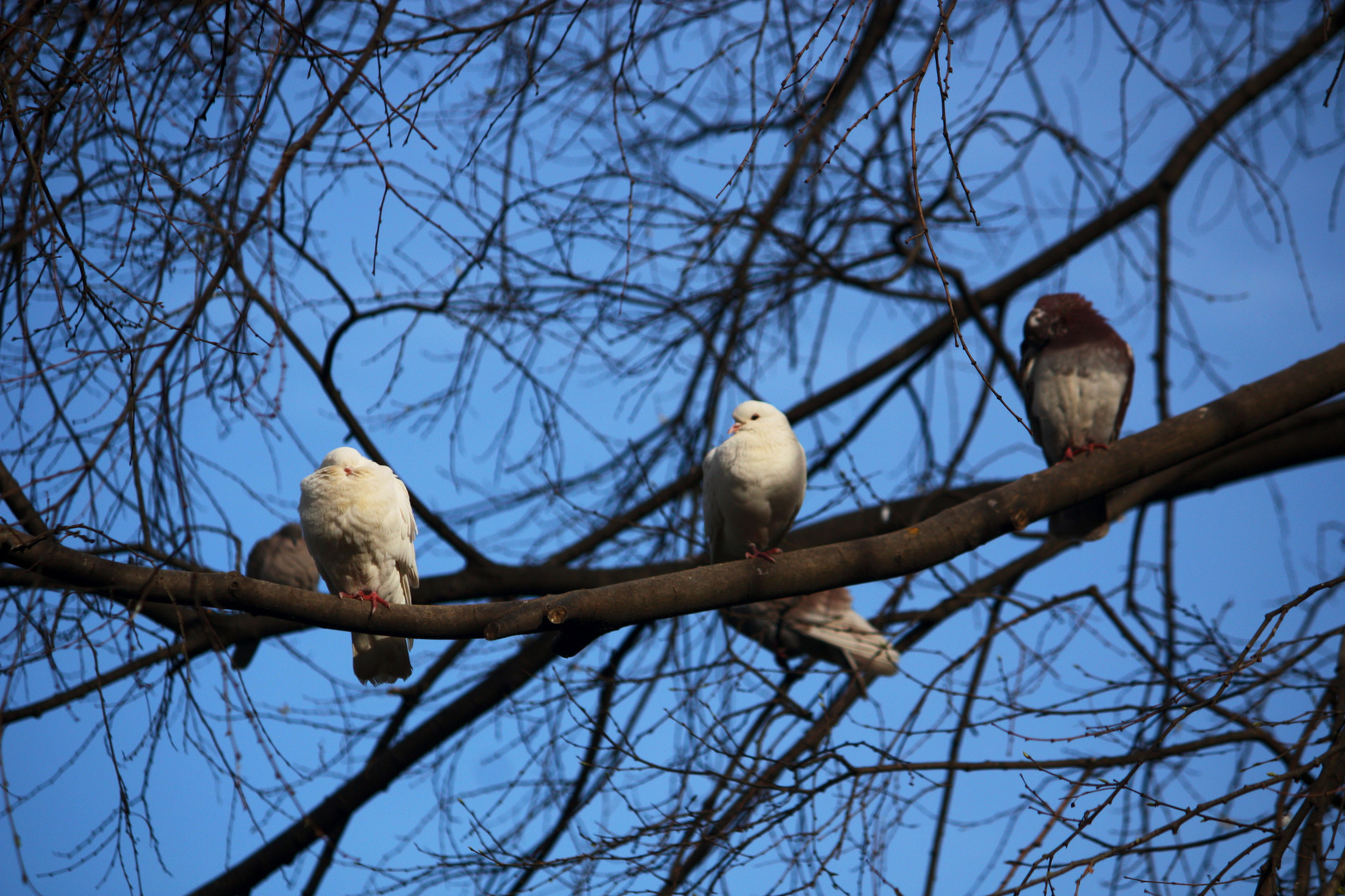 palomas en rama