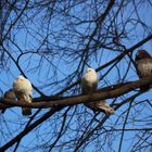 palomas en rama