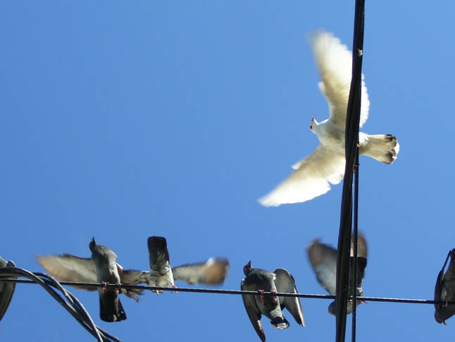 Palomas platenses