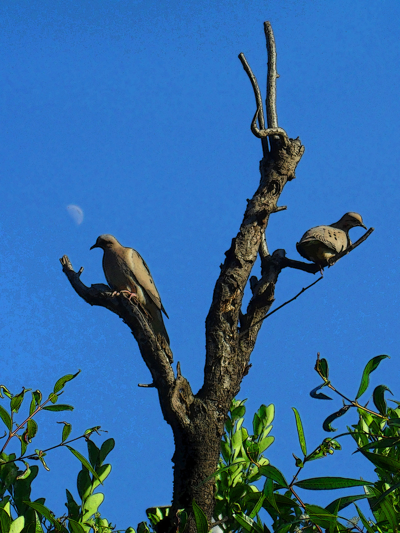 palomas torcaces