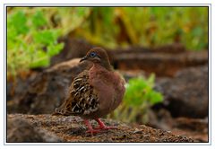 Palombe des Galapagos