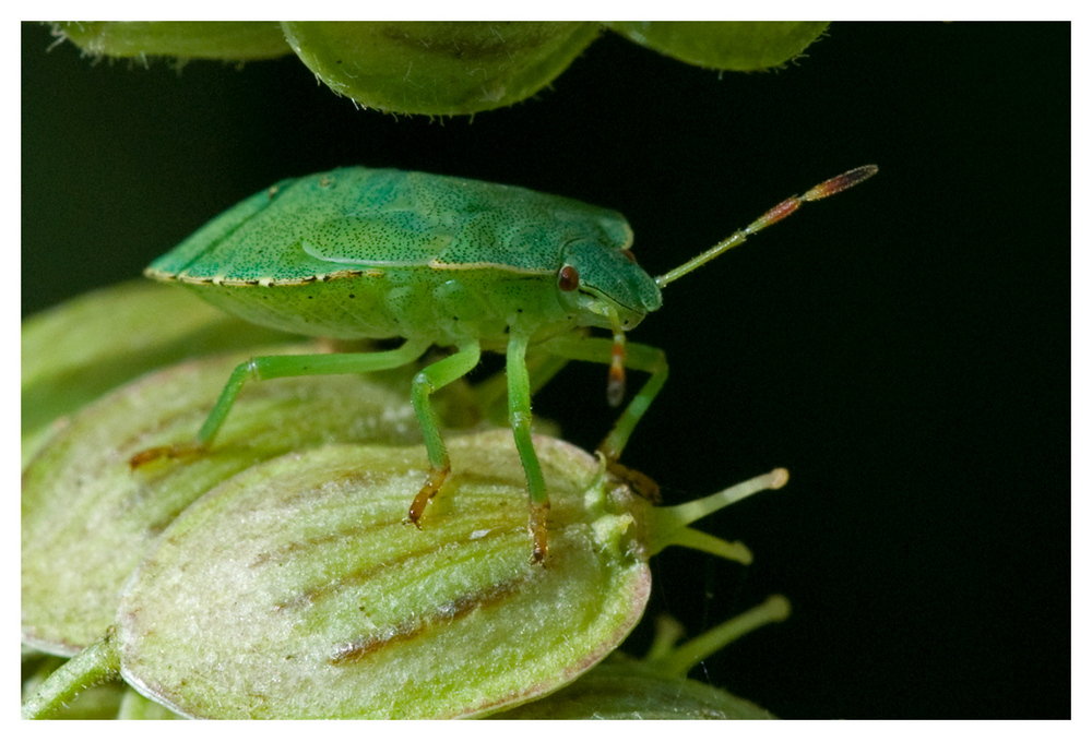 Palomena prasina (2)