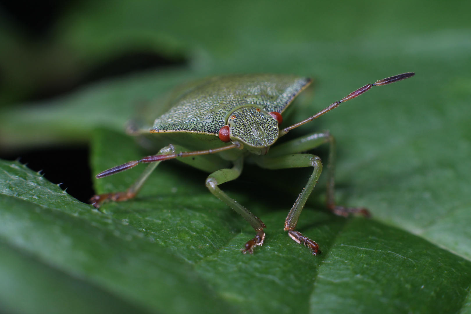 Palomena Prasina