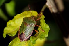 Palomena prasina