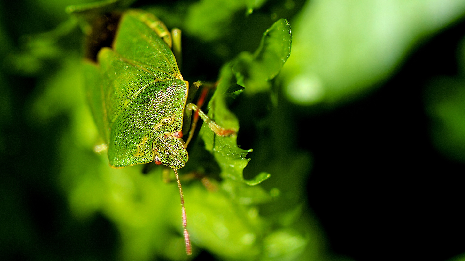 PALOMENA PRASINA