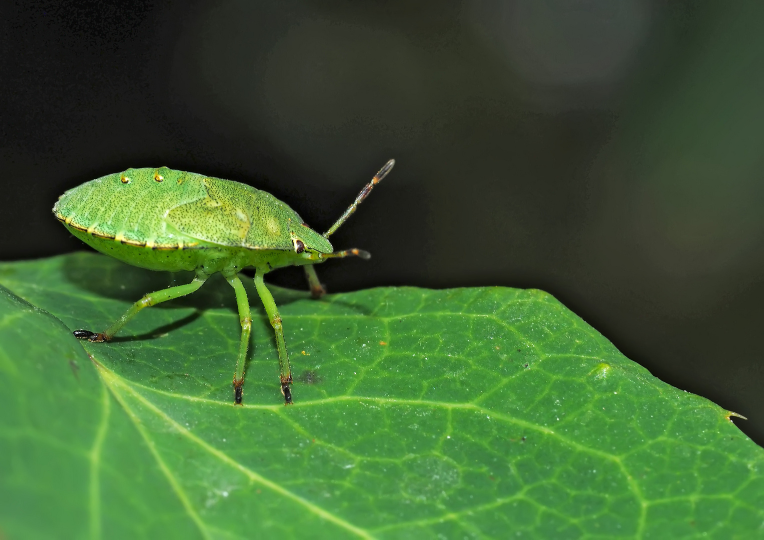 Palomena prasina: Zielstrebig und selbstbewusst scheint sie ihren ureigenen Weg zu gehen! *