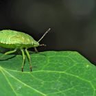 Palomena prasina: Zielstrebig und selbstbewusst scheint sie ihren ureigenen Weg zu gehen! *