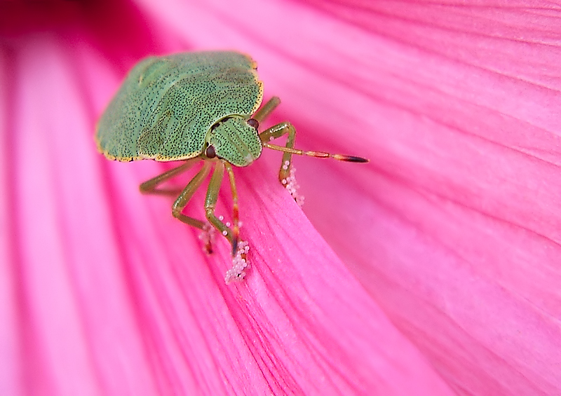 Palomena viridissima