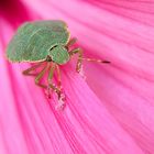 Palomena viridissima