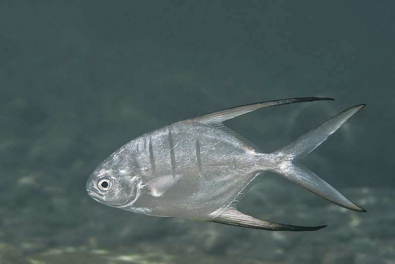 Palometa