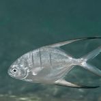 Palometa