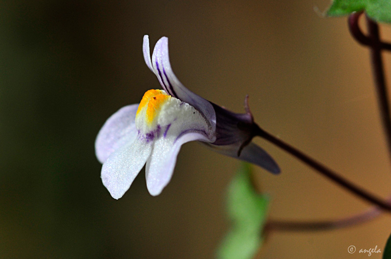 Palomilla de muro (cymbalaria muralis)