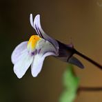 Palomilla de muro (cymbalaria muralis)